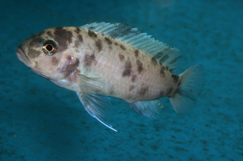 Maylandia callainos 'Chitande Island'
